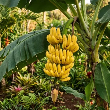 Banana plant
