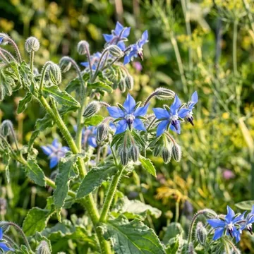 Borage plant