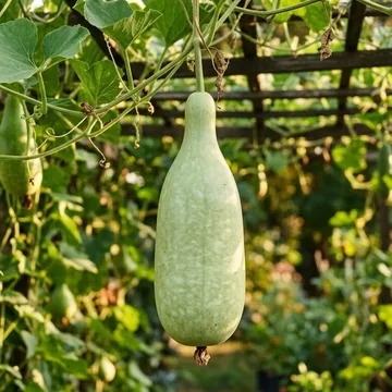 Bottle Gourd (Lauki / Doodhi) plant