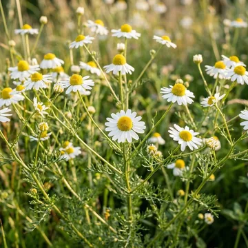 German Chamomile plant