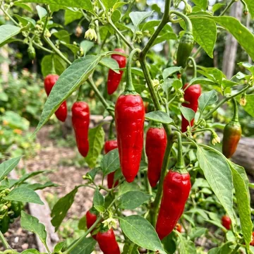 Chili Pepper plant