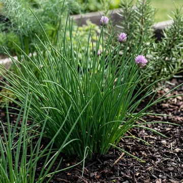 Chives plant