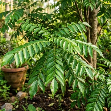 Curry Leaf Tree (Kadi Patta) plant