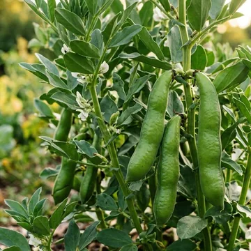 Fava Beans plant