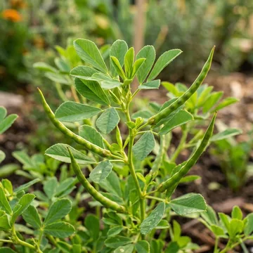Fenugreek (Methi) plant