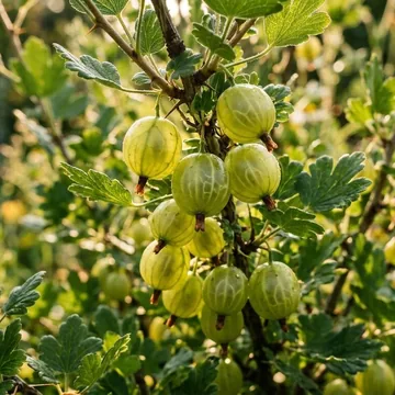 Gooseberry plant