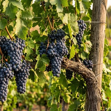 Grape plant