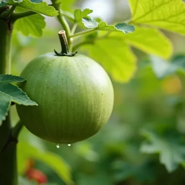 Honeydew plant