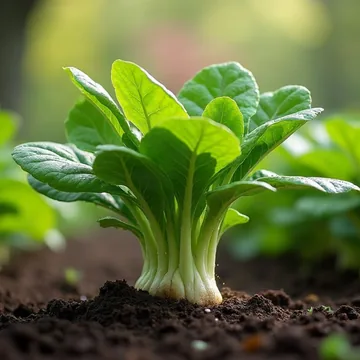 Horseradish plant