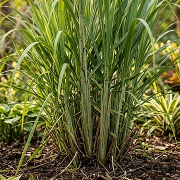 Lemongrass plant