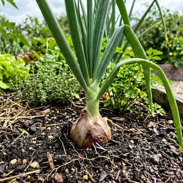 Onion plant