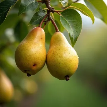Pear plant