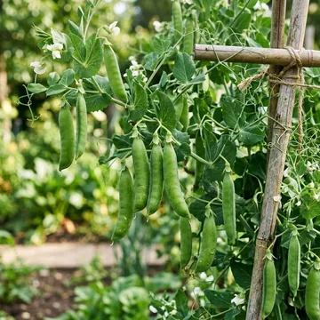 Peas plant