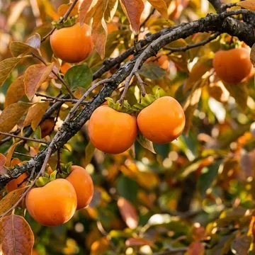 Persimmon plant