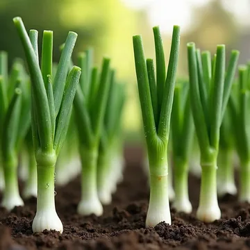 Scallion plant