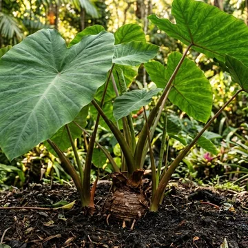 Taro (Arbi / Colocasia) plant