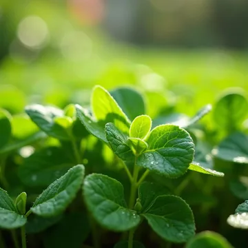 Watercress plant